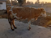 بقرة, Simmental cattle — الصورة 1