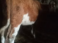 Bulle, Russian Black pied cattle — Foto 3