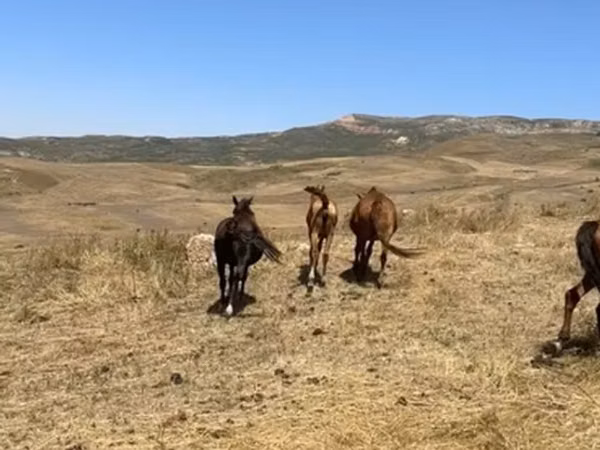 فرس, الخيول — قيرغيزستان