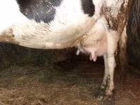 गाय, Russian Black pied cattle — फ़ोटो 2