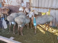 كبش, Arashan sheep — الصورة 3
