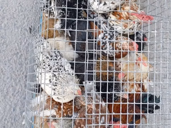 Chickens — Kirgisistan