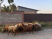 نعجة, الأغنام — الصورة 1