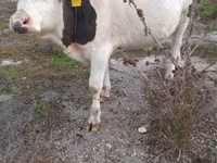 सांड, Russian Black pied cattle — फ़ोटो 2