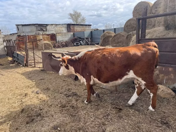 गाय, Latvian Blue cattle — कज़ाखस्तान