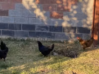Chickens — Foto 8