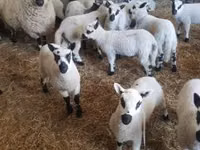 Widder, Cerry Hill sheep — Foto 3
