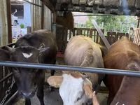 Cow, Cattle — photo 2