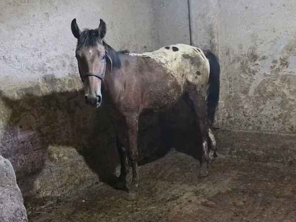 Stute, Appaloosa