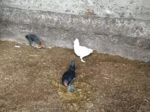 Bantam