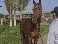Mare, Thoroughbred horse — photo 2