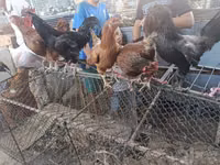Chickens — foto 1