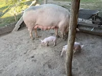 母猪, Pigs — 照片 1