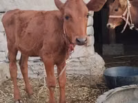 Cow, Cattle — photo 3