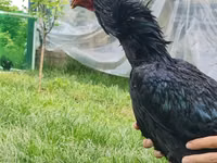 Chickens — الصورة 7