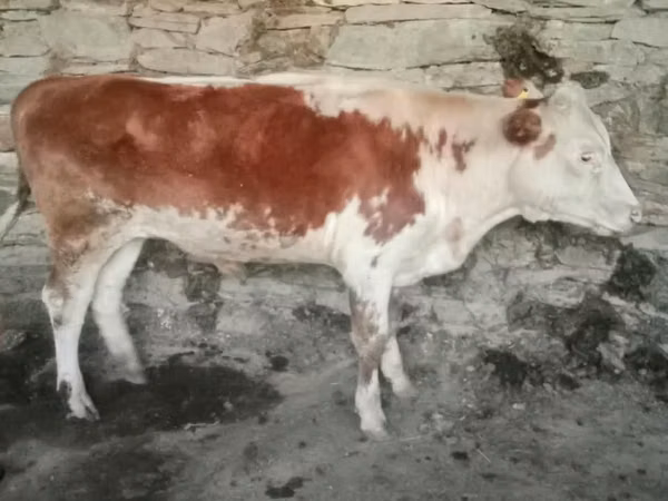 母牛, Simmental cattle — 哈萨克斯坦