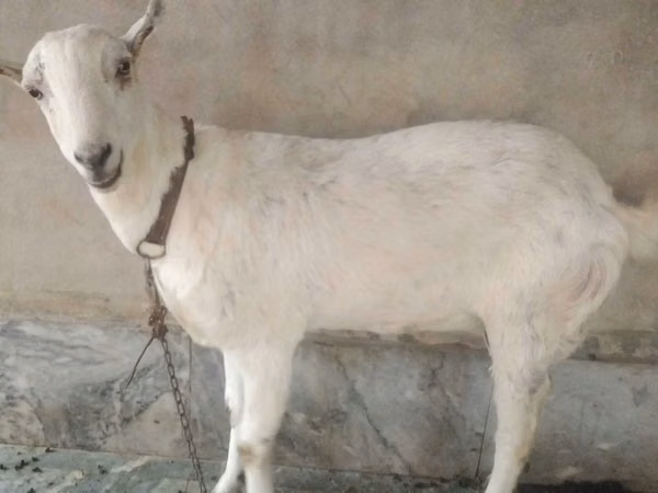 Ziegen (Partie, Geschlecht nicht angegeben), Barbari goats