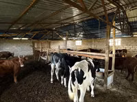 ثور, Simmental cattle — الصورة 6
