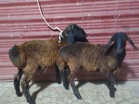 Ovejas (lote, sexo no especificado), Ovejas — foto 5