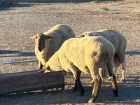 Widder, Hampshire sheep — Foto 1