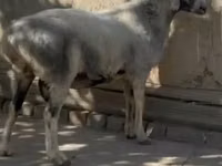 كبش, الأغنام — الصورة 1