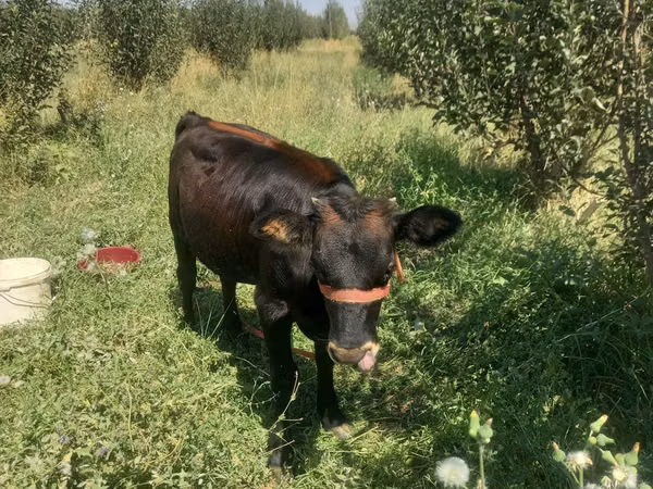 母牛, Cattle — 哈萨克斯坦