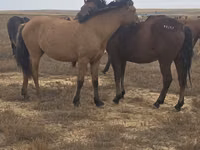 Stute, Mugalzhar horse — Foto 2