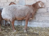 Oveja, Arashan sheep — foto 6