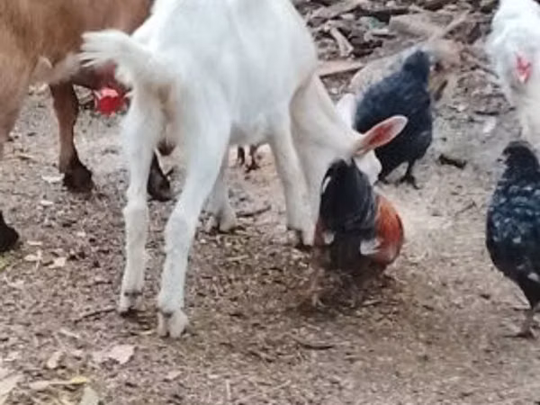 Cabra, Cabras