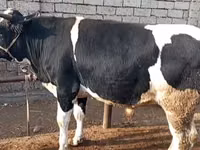 ثور, Russian Black pied cattle — الصورة 2
