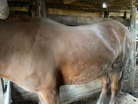 母马, Horses — 照片 1