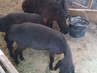 भेड़ें (लॉट, लिंग निर्दिष्ट नहीं), Hissar sheep — फ़ोटो 2