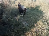 Oveja, Ovejas — foto 5