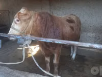 Toro, Vaca Limousin — foto 1