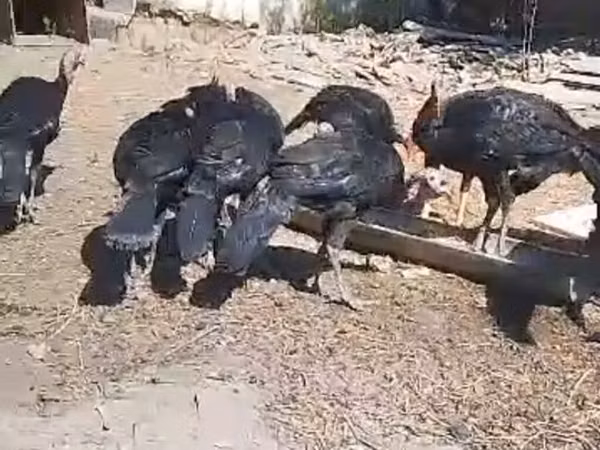 Turkeys — Kirgisistan