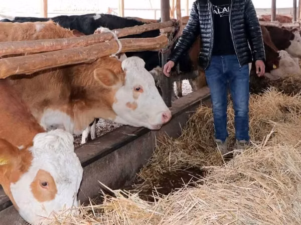 Cow, Simmental cattle