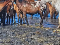خيول (دفعة، الجنس غير محدد), Mugalzhar horse — الصورة 3