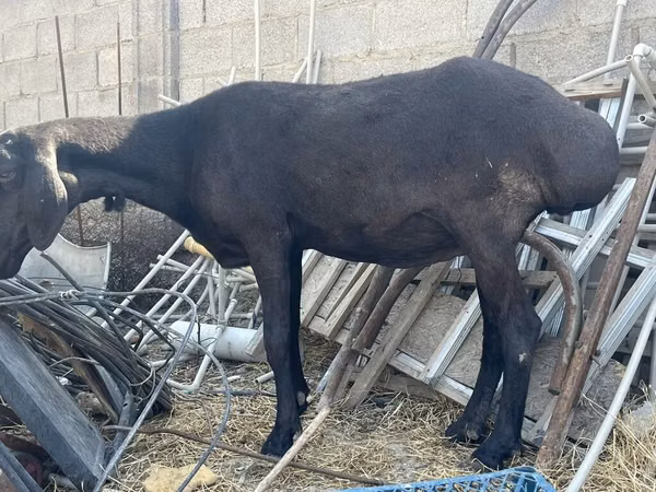Oveja, Arashan sheep