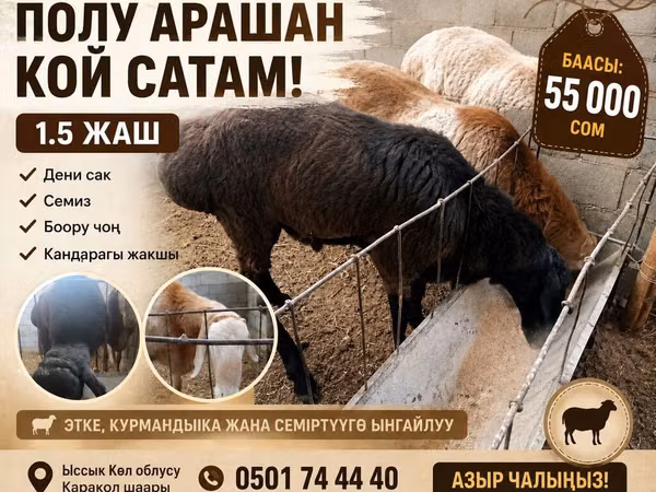 Баран, Арашан — Кыргызстан