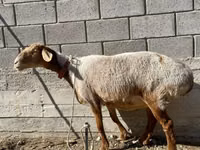 Oveja, Ovejas — foto 4