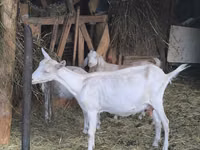 Goat, Alpine goat — photo 1