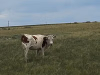 गाय, Latvian Blue cattle — फ़ोटो 4