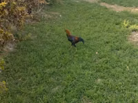Chickens — Foto 1