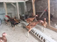Chickens — foto 2