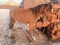 Hengst, Thoroughbred horse — Foto 1