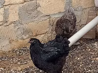 Brahma — foto 1