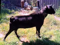 Ziegenbock, Murcia-Granada goats — Foto 1