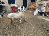 Ram, Arashan sheep — photo 5