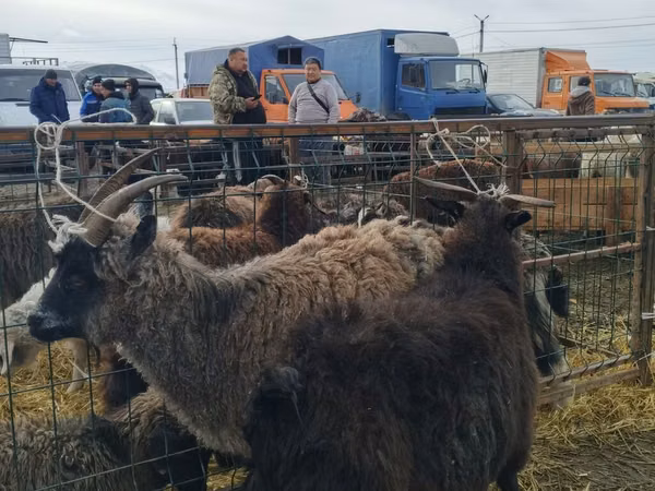 Ziege, Alpine goat