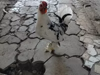 Chickens — Foto 1